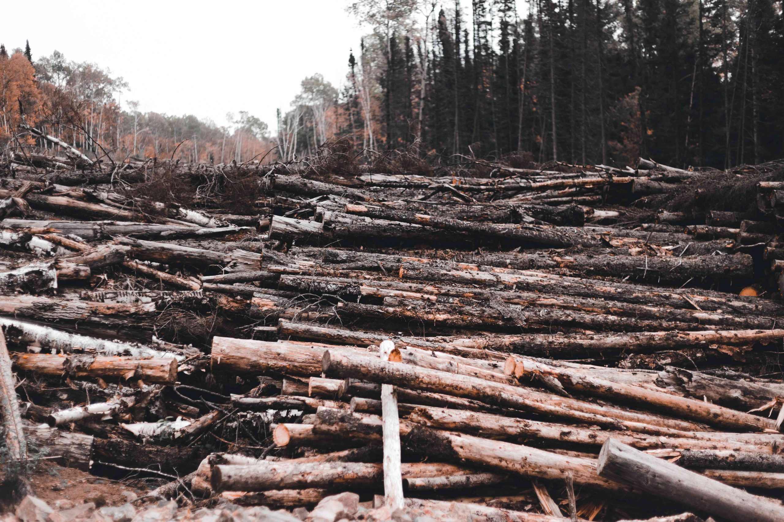 Mettre fin coupe non respectueuses de la loi